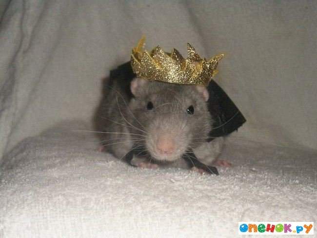 Символ 2008 года - стильная крыса (24 фото)