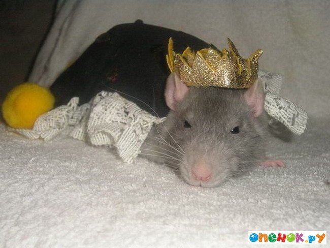 Символ 2008 года - стильная крыса (24 фото)