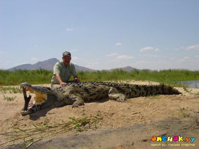 Поймали и вспороли крокодила. Оказался людоед! (6 фото)