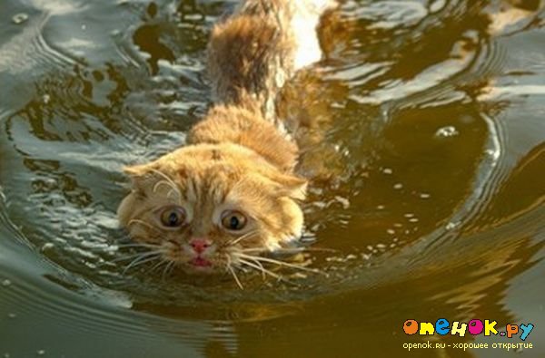 Про кота и воду (4 фото)