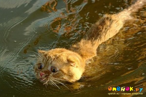Про кота и воду (4 фото)