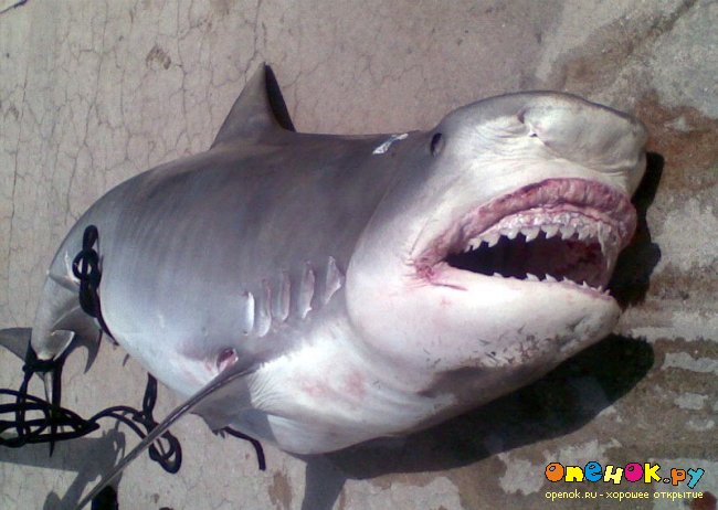 Акула - убийца (8 фото)
