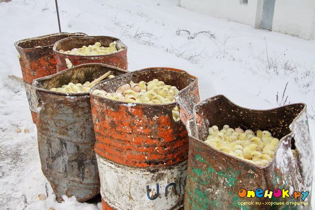 300 000 цыплят выбросили погибать на мороз (4 фото)