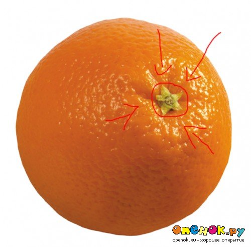 Как определить сколько долек в апельсине. (2 фото)