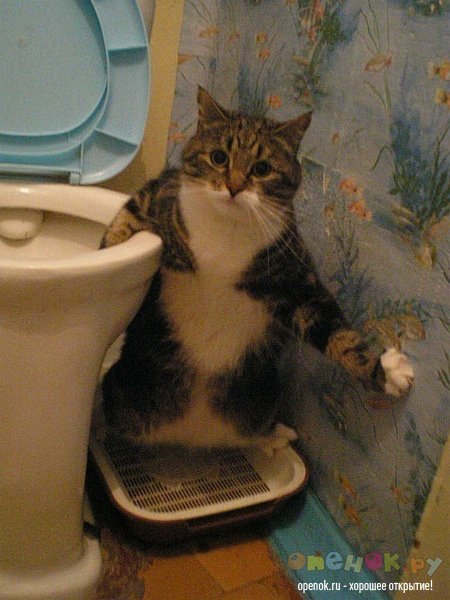 А вы приучили своего кота к туалету?